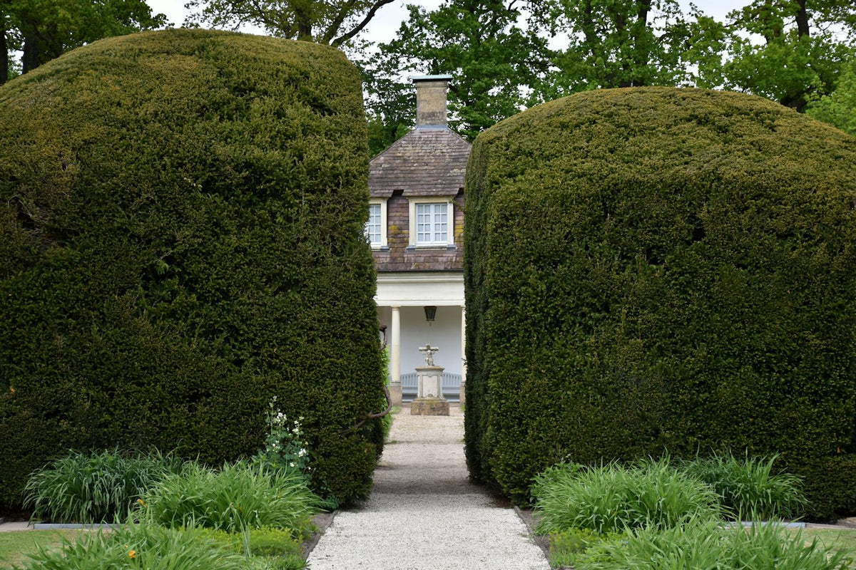 Allée de topiaires menant à une demeure