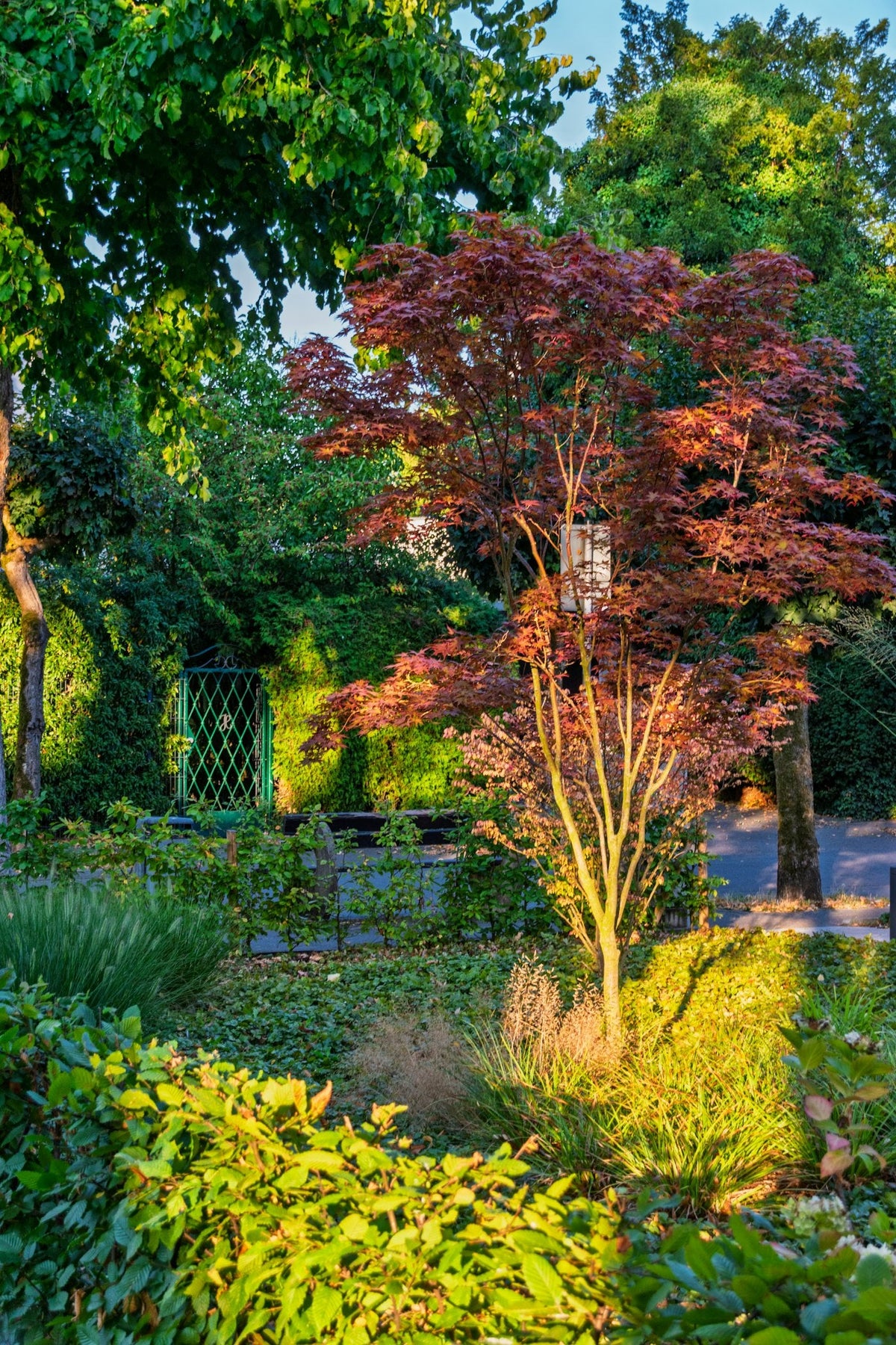 Érable du Japon dans un jardin paysager