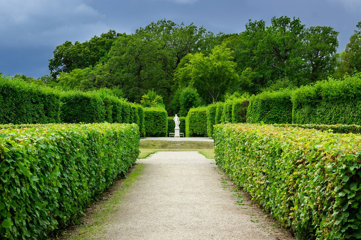 Allée bordée de haies taillées